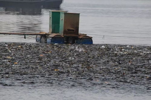 從豬飼料到饕餮美食 花鰱魚頭湯如何讓雪野湖全魚宴更有味