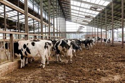 農業四大支柱 種植業、畜牧業、林業與漁業的協同發展與飼料供給